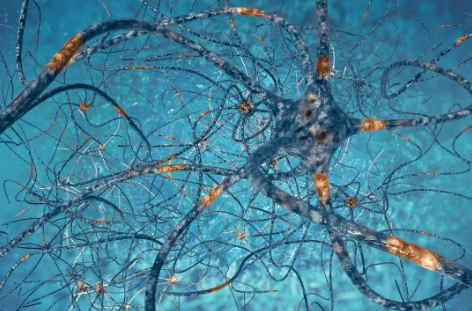 A neuron cell in the middle of its neural network.